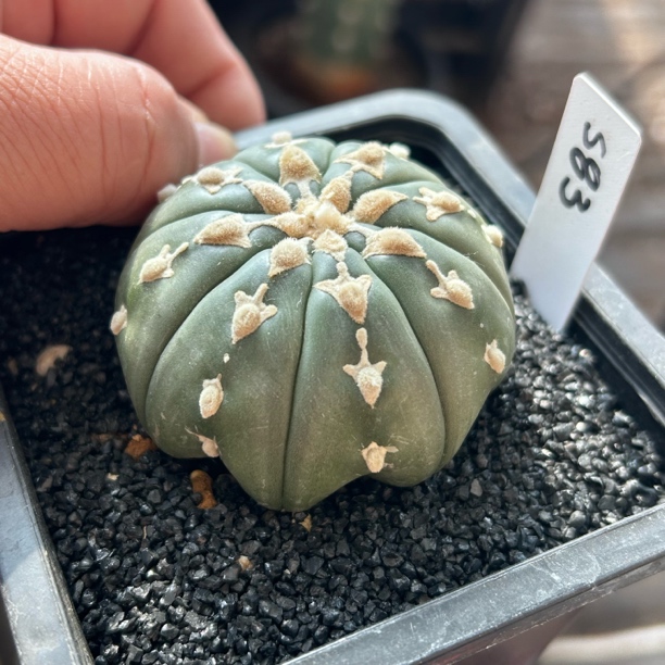 园艺仙人球/兜/实生琉璃连心V兜5.4cm/s83