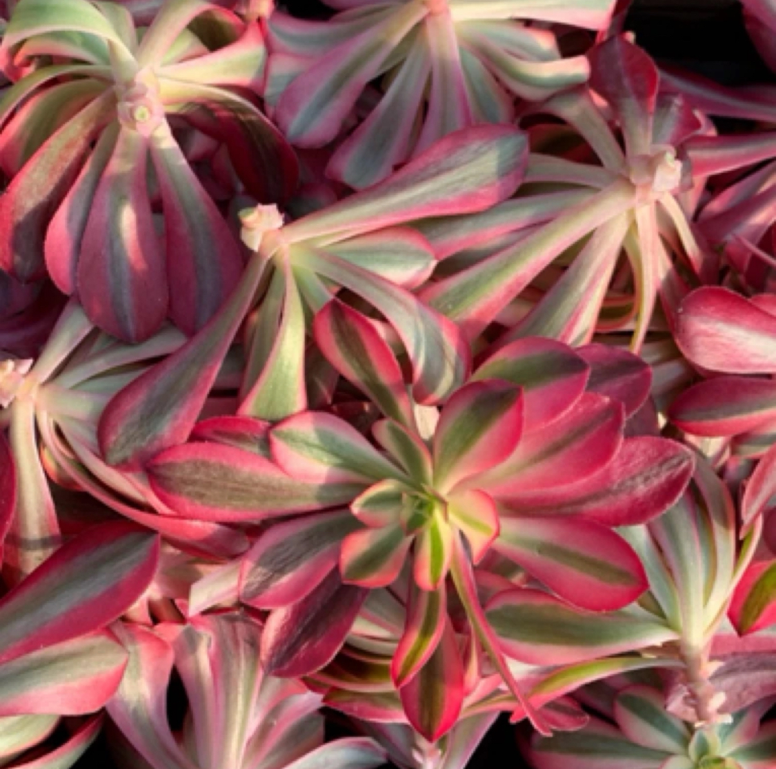 30颗起发 美杜莎 砍头苗 偏远地区不发货 介意勿拍