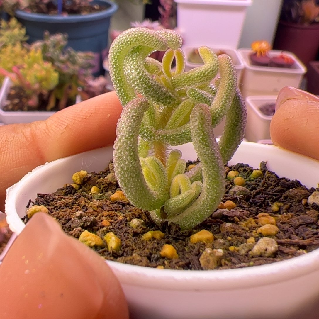 小***，多肉植物枝干超白