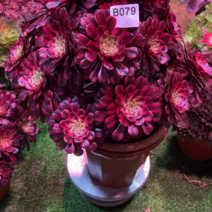 红陶肉*迷美姬079多肉