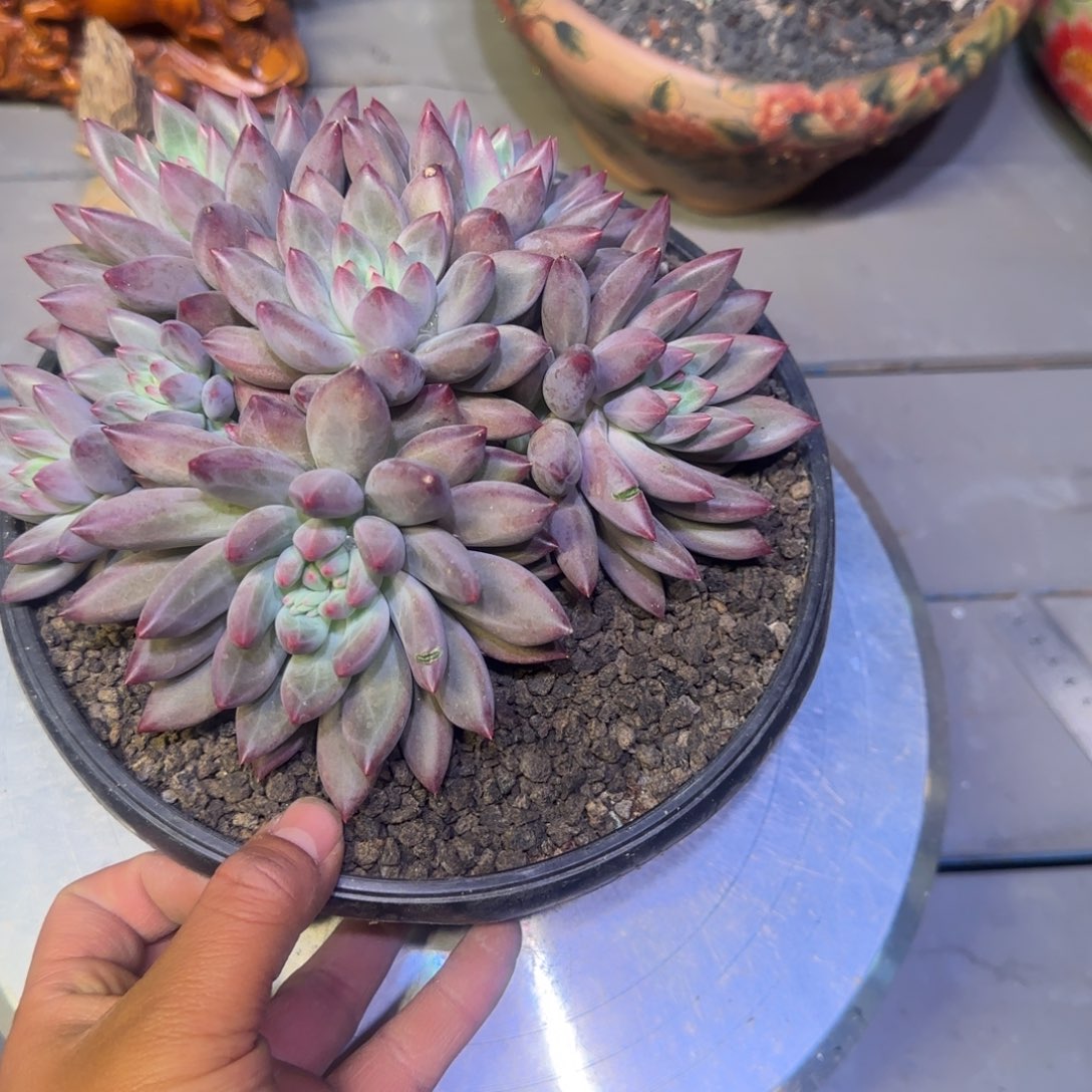 虞美人多肉植物一物一拍