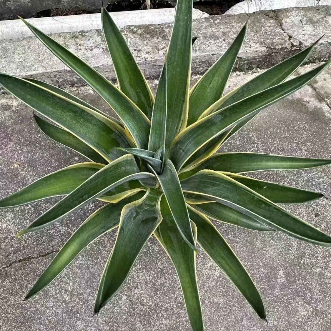 龙舌兰盆栽室内大株多肉植物大颗老桩巨型稀有品种盆景树苗好养活