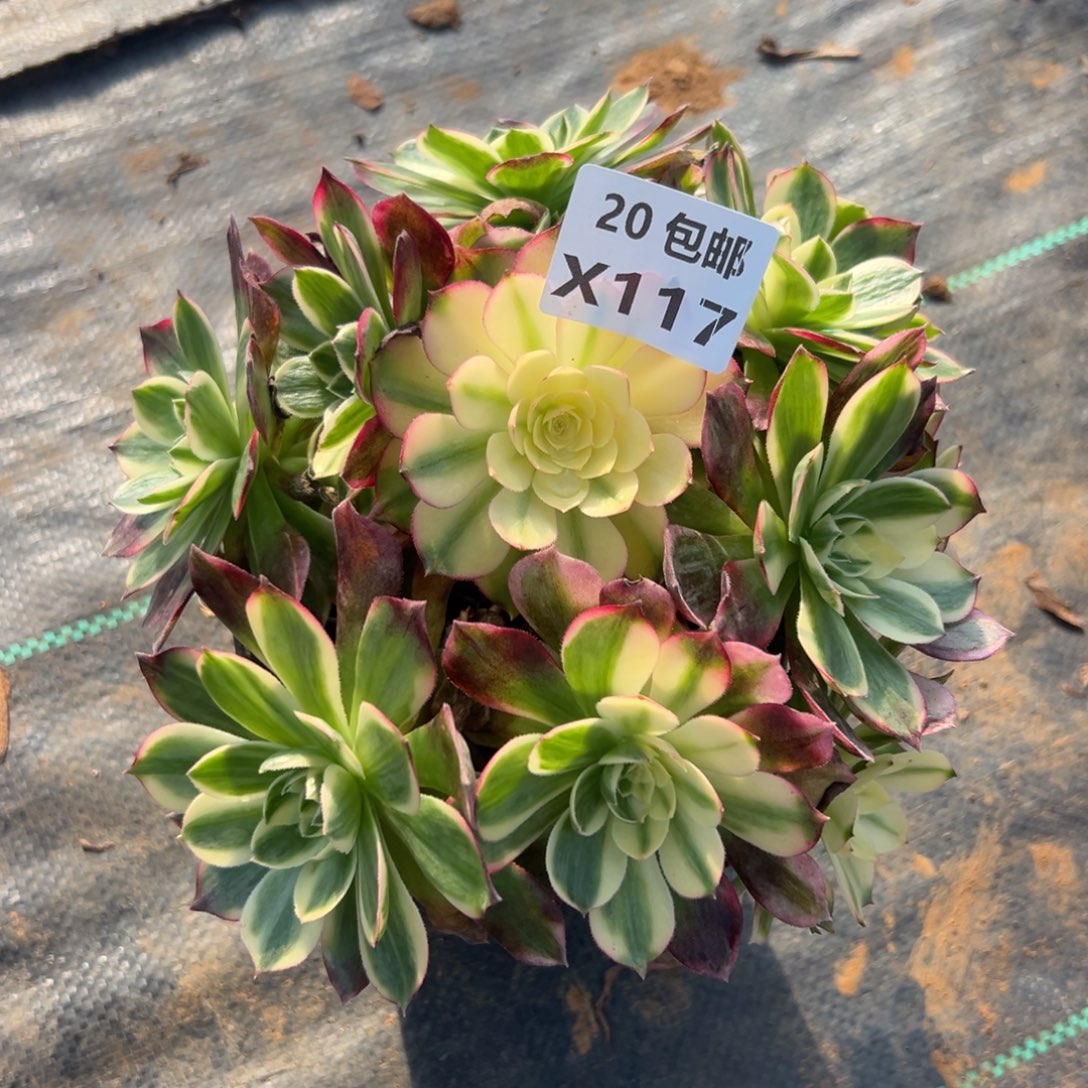 117海王，，满20包邮嘟叮熊