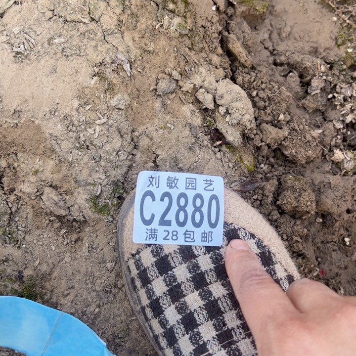 二**姨2880爱丽丝和爱马仕接接的砍头