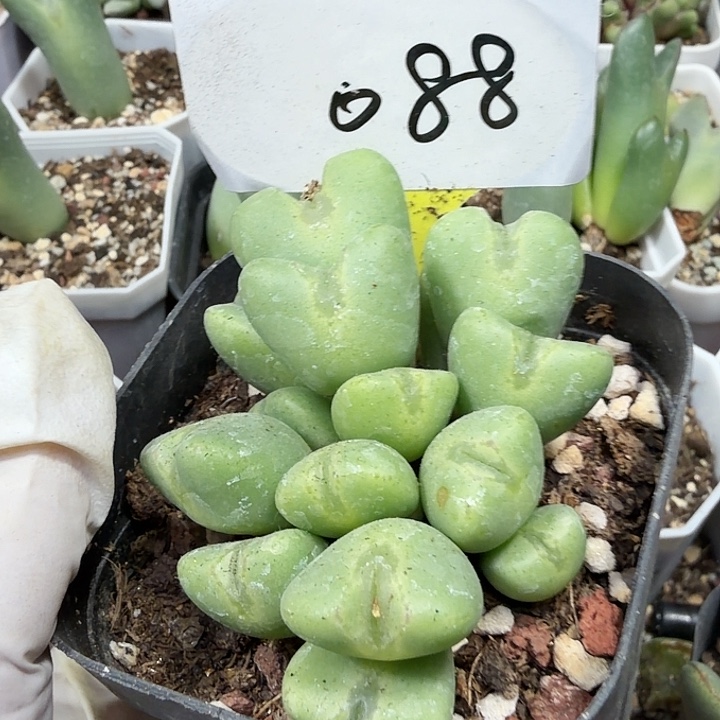 088密密麻麻密密麻麻美美美