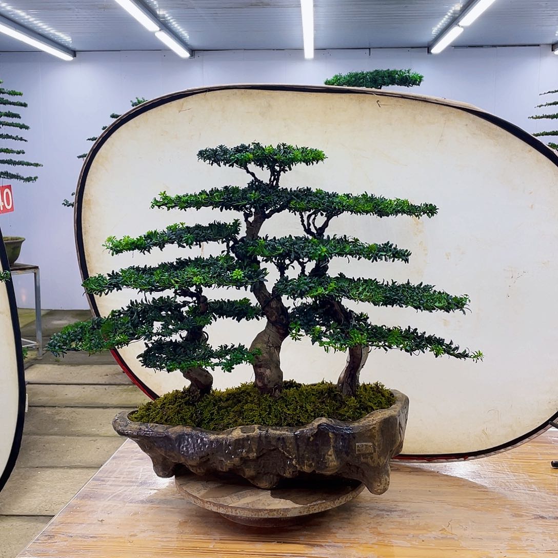 无花朵罗汉松盆景