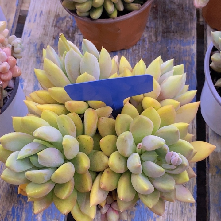 多肉植物，开心多肉