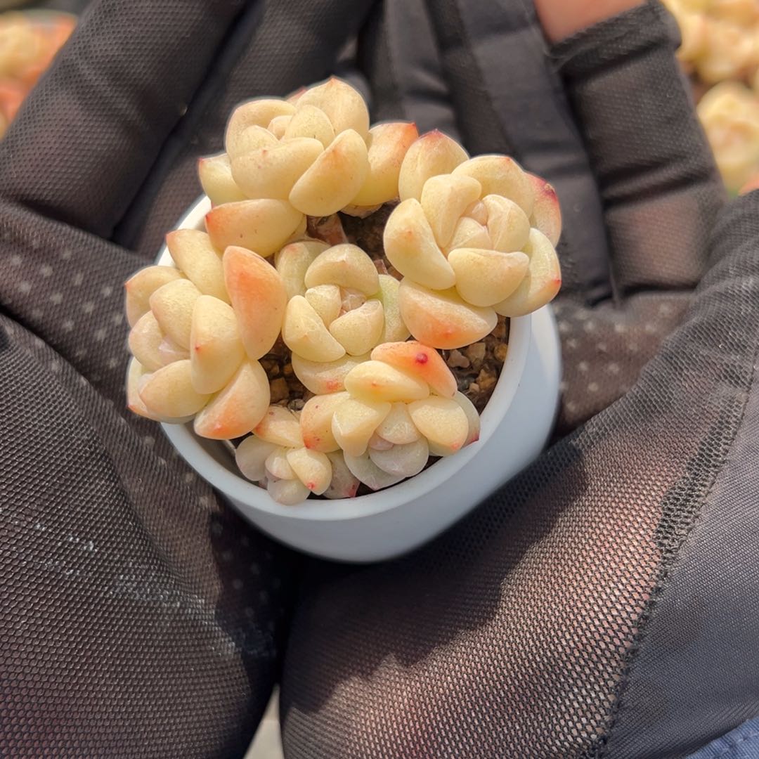 六头冰玉带盆000000000000