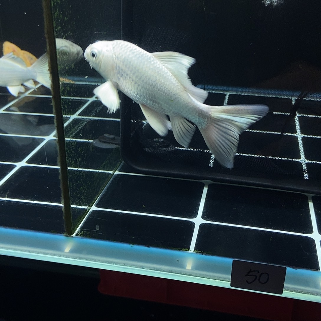 哈***1蝴蝶鲤鱼50号白色蝴蝶鲤一条