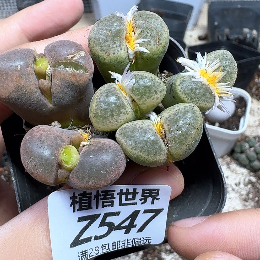 多肉植物的润泽fgb