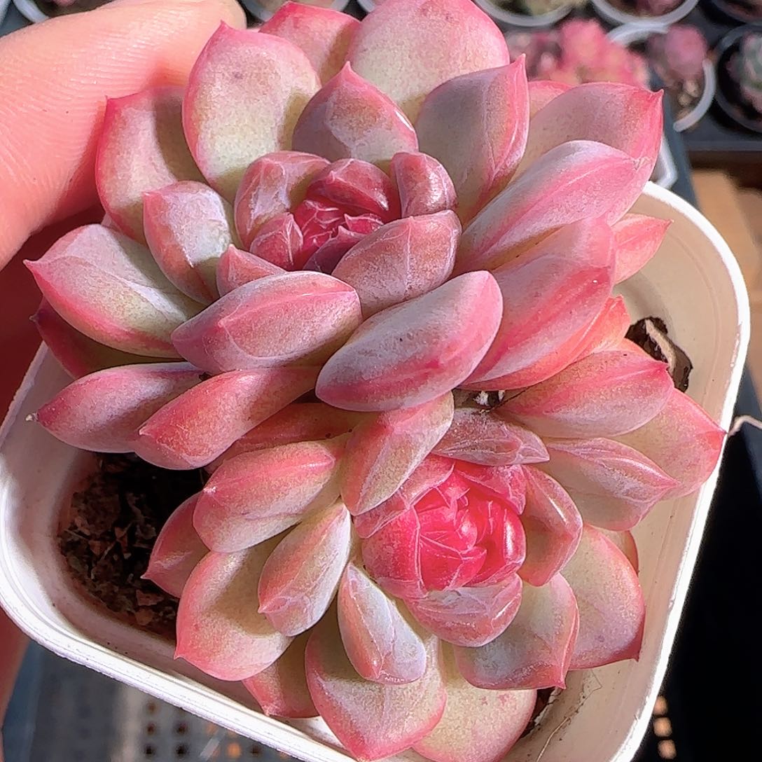 多肉1210-41糖心糖心