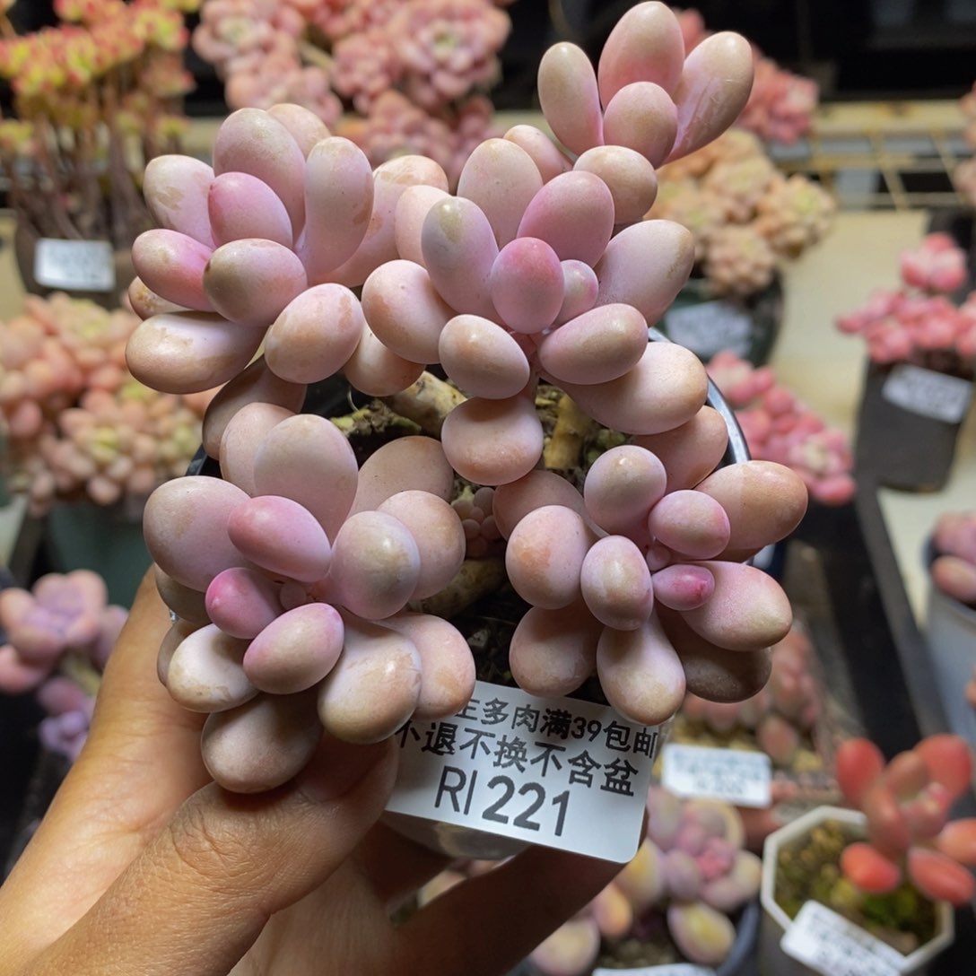 221糖果桃蛋多肉7c m