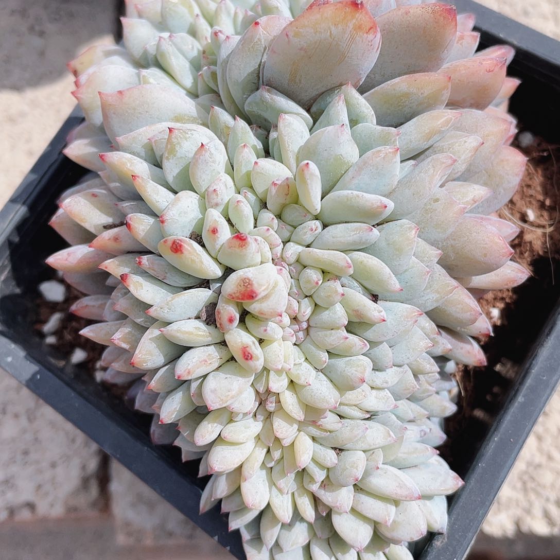 卖***哥橙梦露缀化1棵包邮包邮