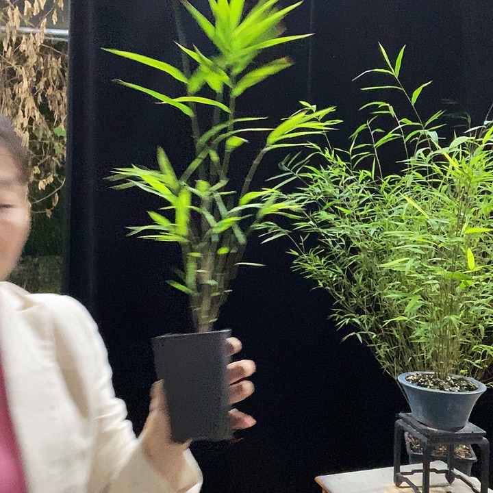 完全开放内门竹内门竹内门竹