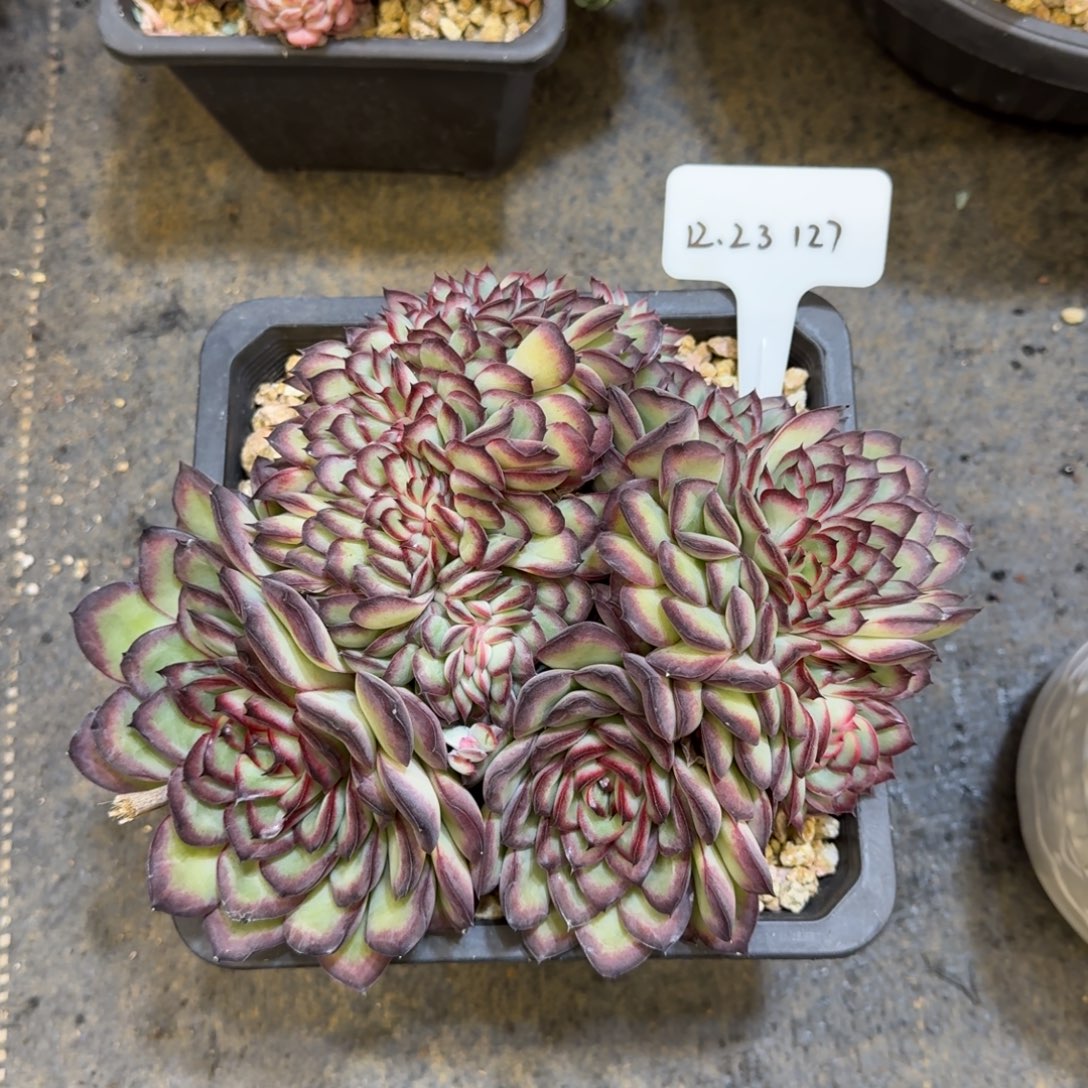 一物一拍肉酱玫瑰缀化127