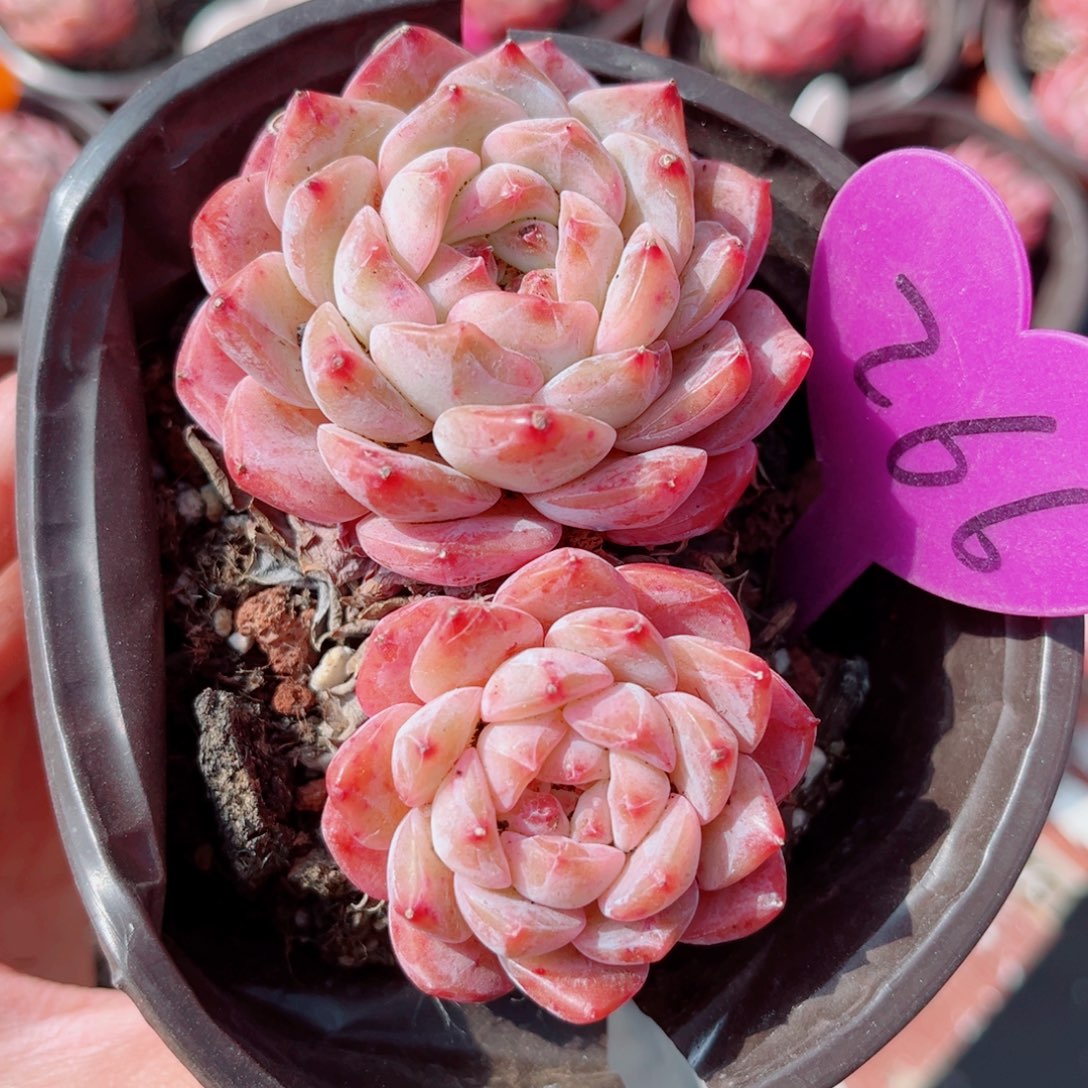 266号小老桩糖钻双头