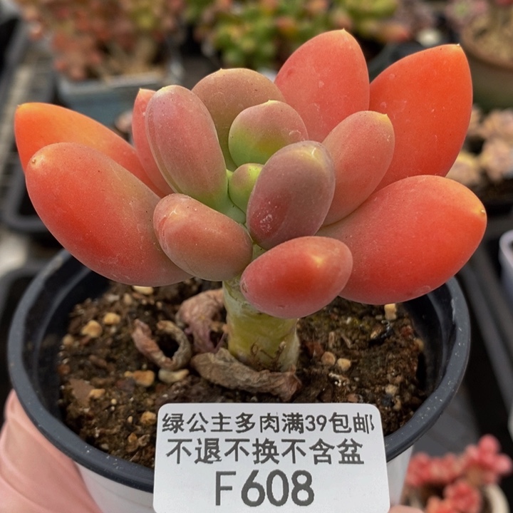 金蝉单头608多肉植物
