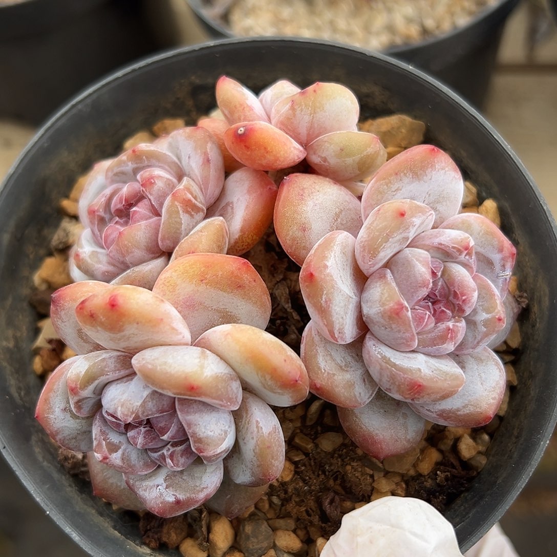 4头短肥圆哈哈哈哈