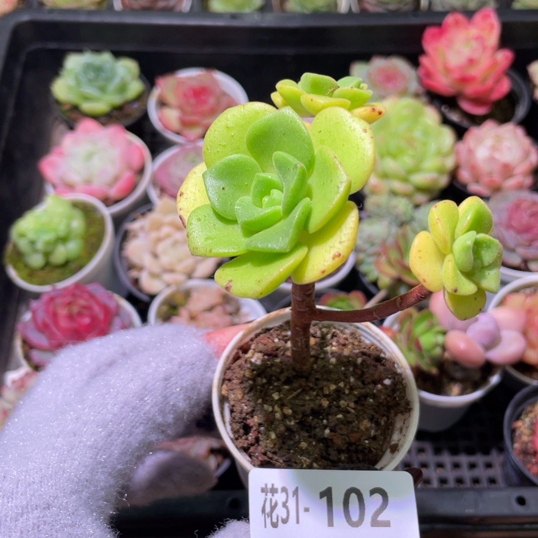 花利美31-102百合莉莉