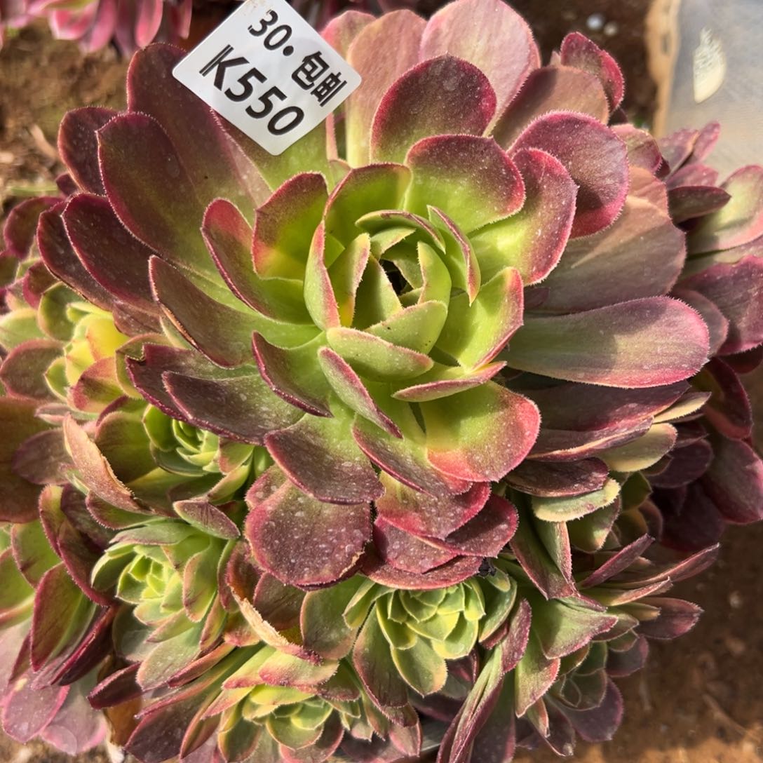 550奶白满20包邮