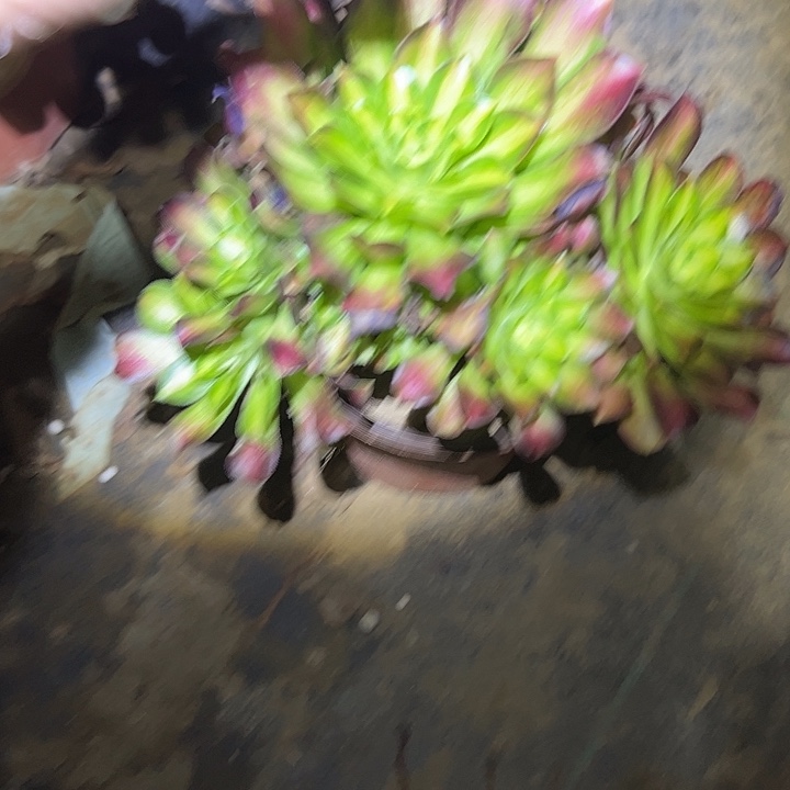 多肉法师植物链接752