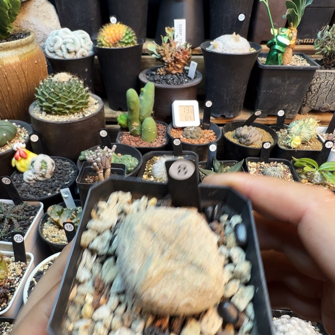 C***a四方凝蹄玉带盆发货