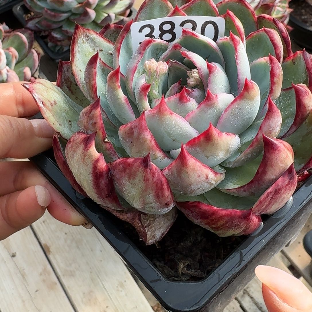 惊鸿惊鸿惊鸿 3820...........