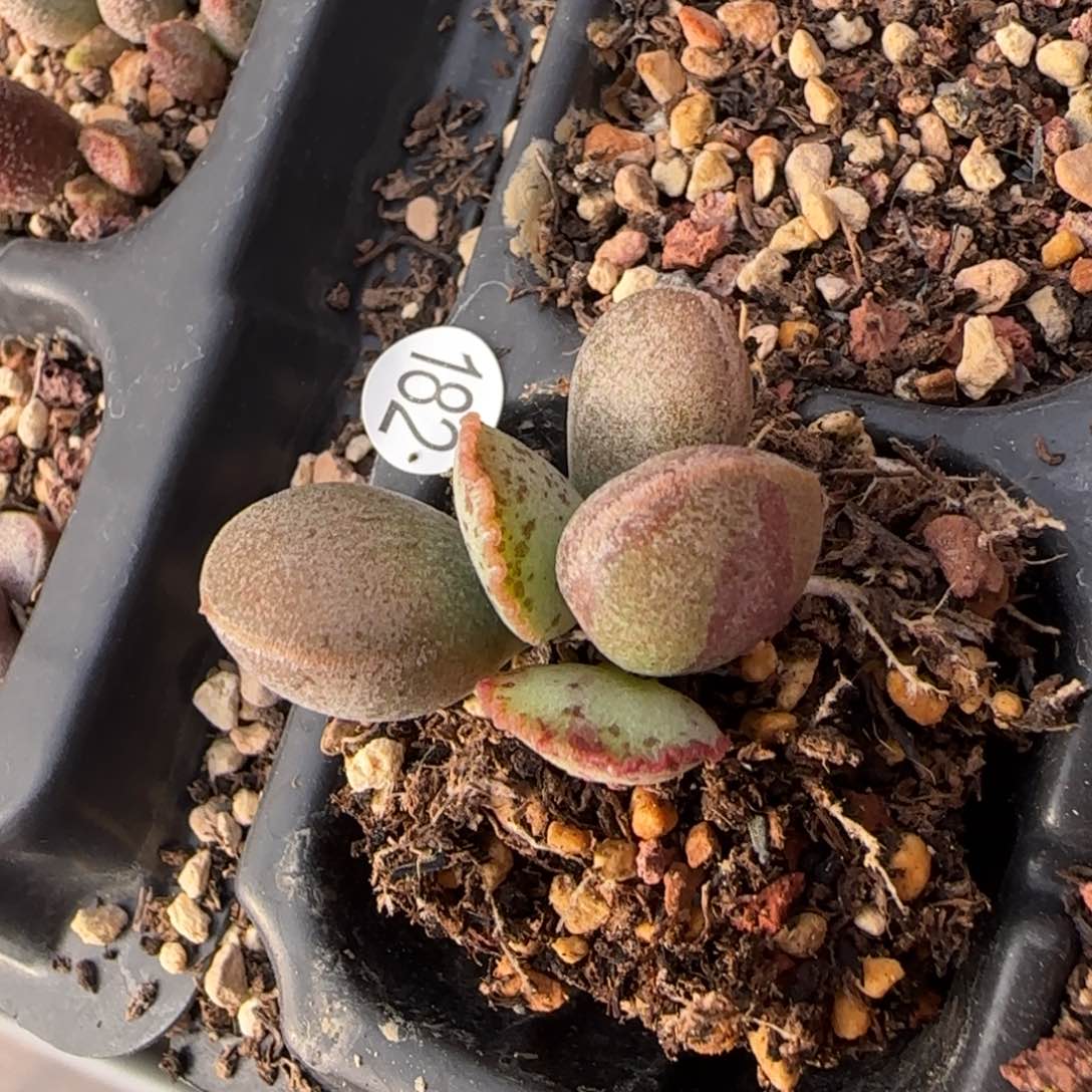 奥丁水泡多肉植物182