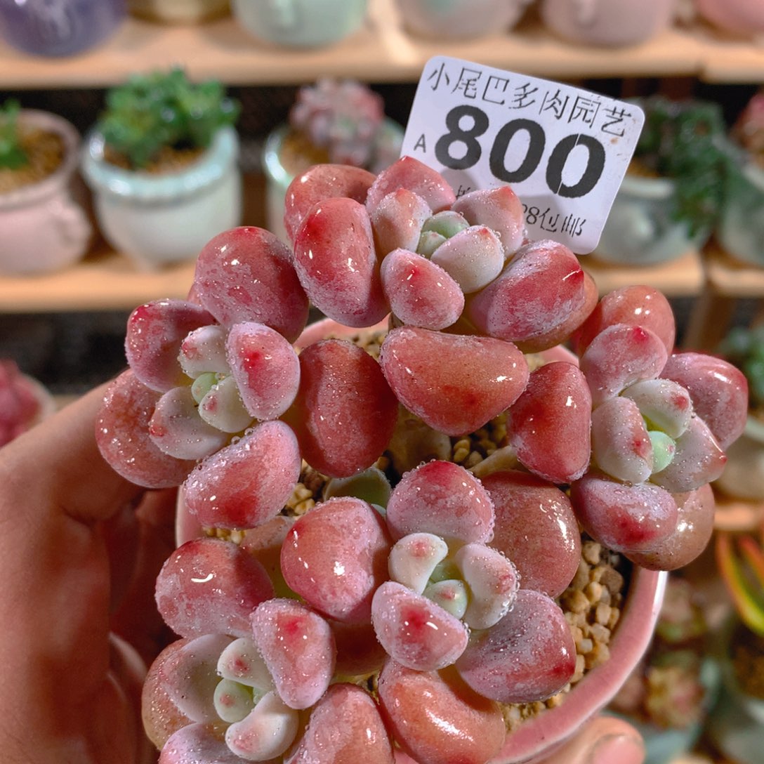 小尾巴多肉园艺迷你拇指盆栽800