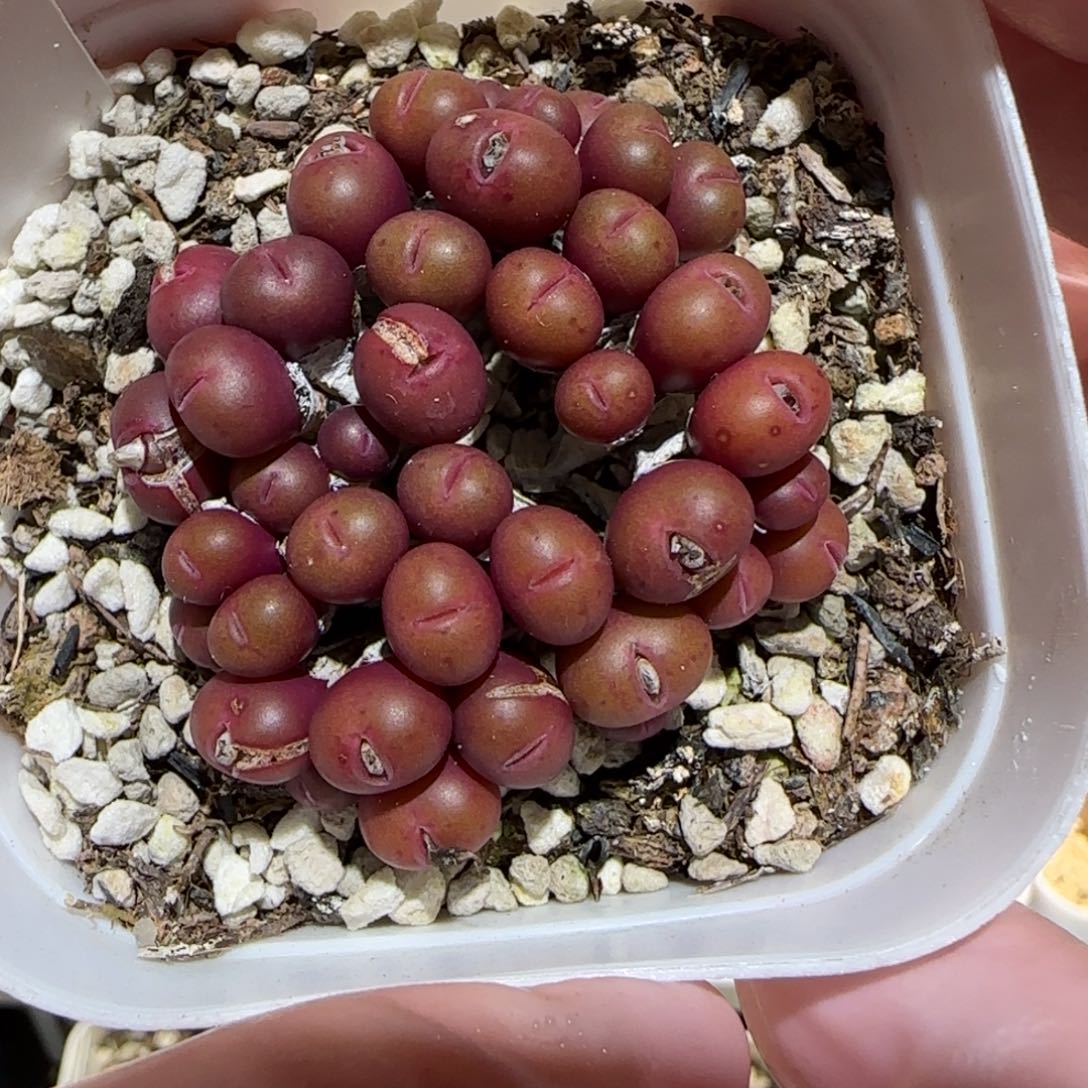 肉锥多肉植物百科-1641