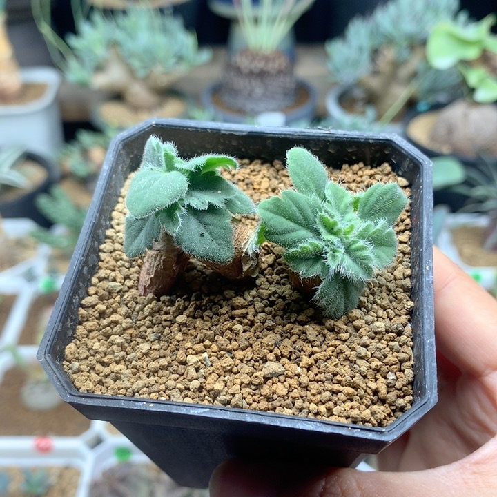文纳森杨葵母本脱土多肉