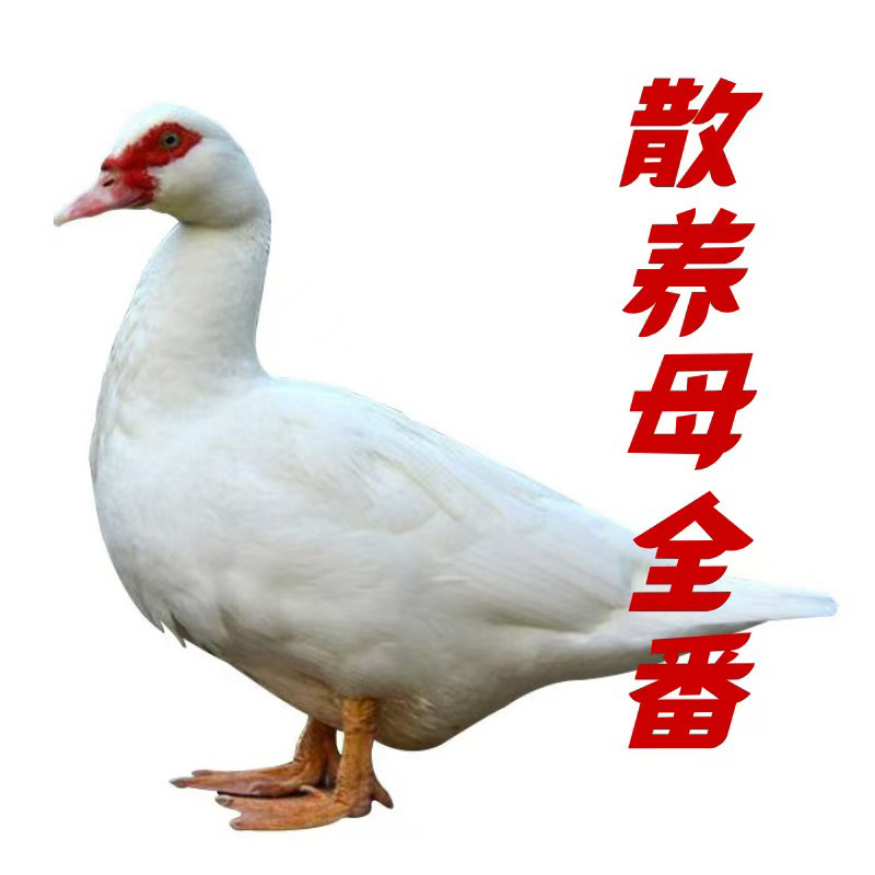 【闽北散养母全番】福建南平农家散养母全番鸭1只/2只顺丰包邮