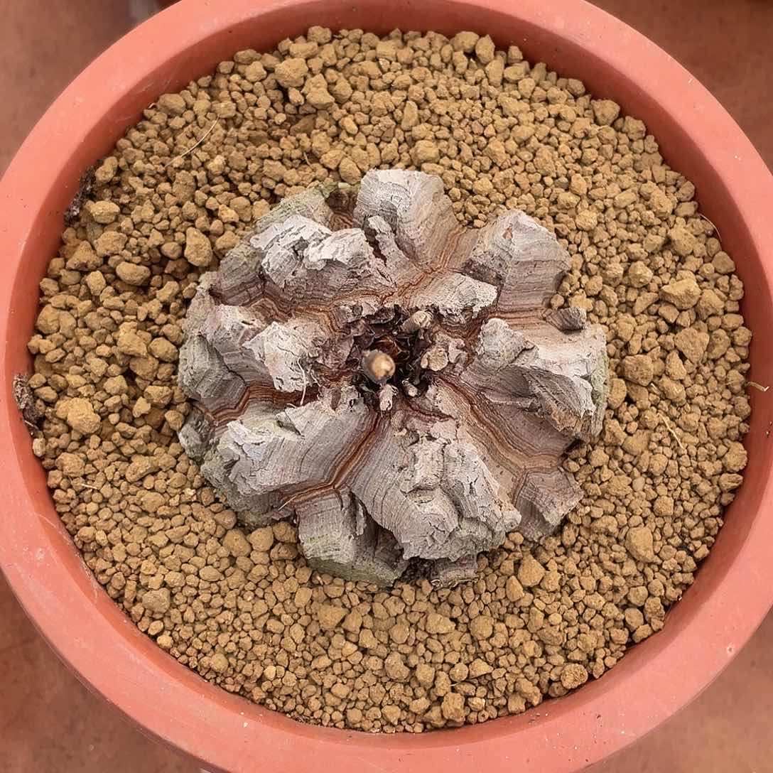 南非龟甲龙养定带盆发货