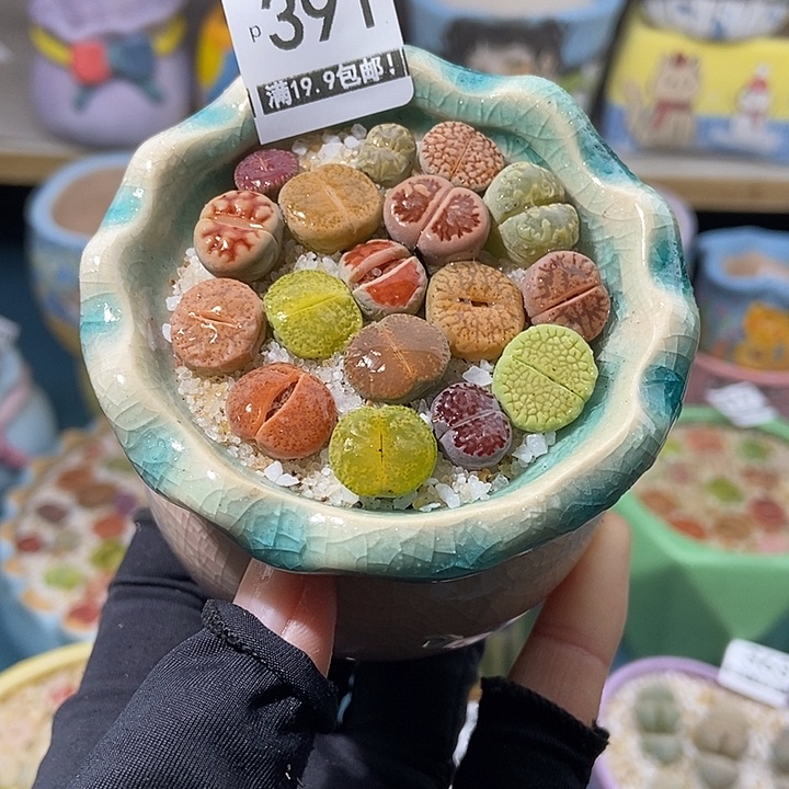 大舅生石花肉锥多肉391