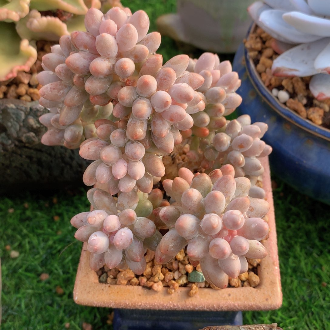 婴儿手指11 公分一物一拍