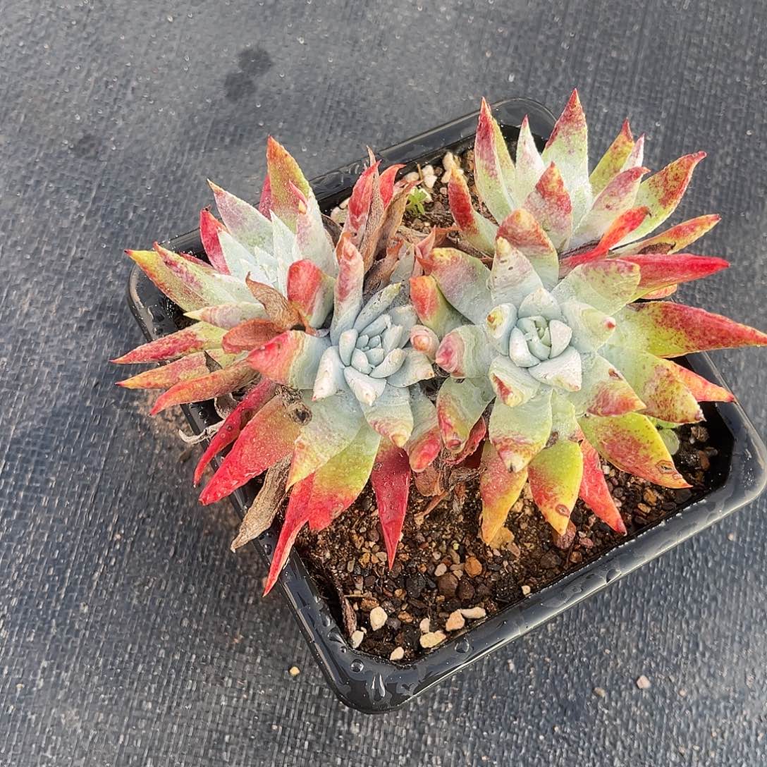 小鹿多肉一物一拍