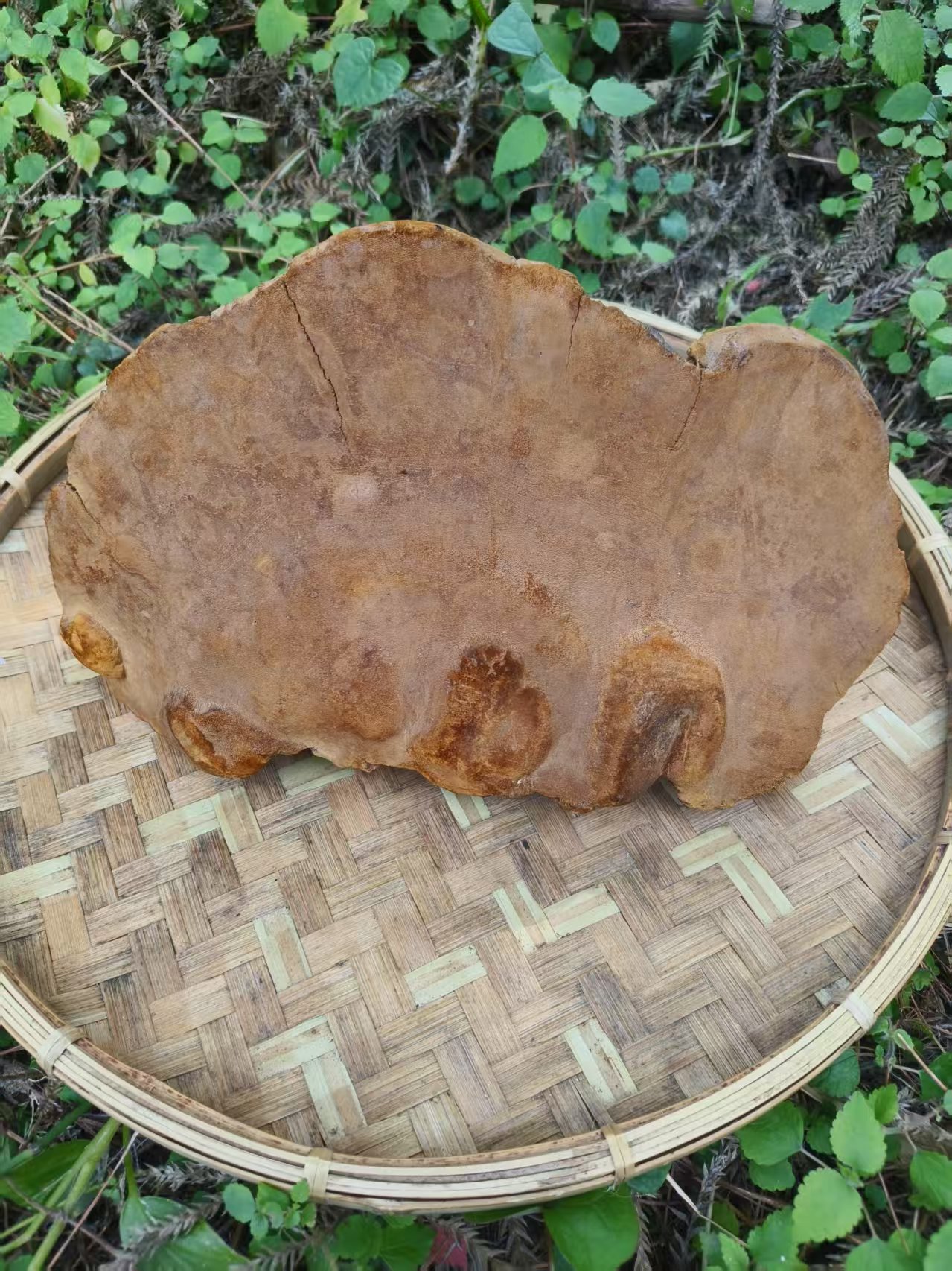 1【桑-树-大-桑-黄】净含量：250g-1500g【阿忠现收现卖】枸