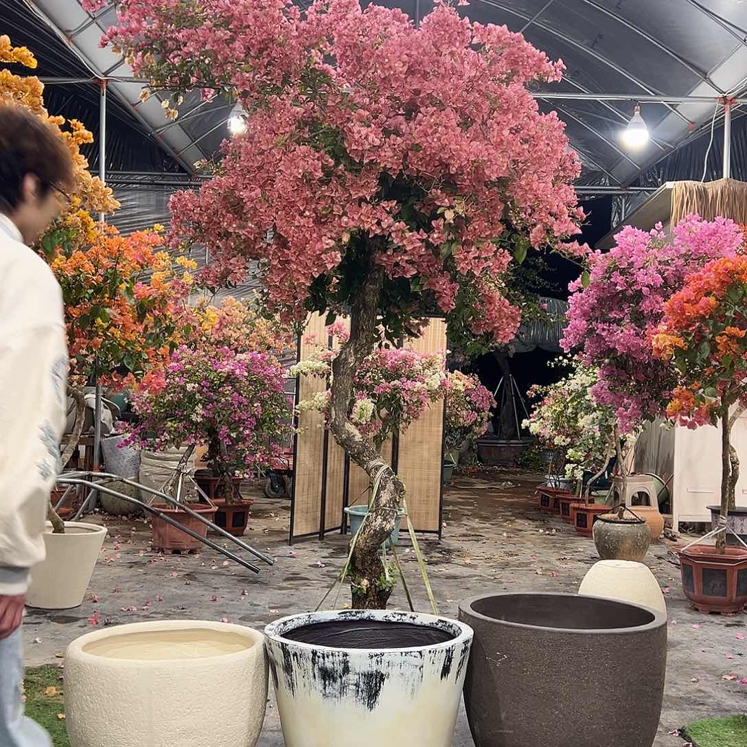 完全开放三角梅勤花爬藤卡亚塔