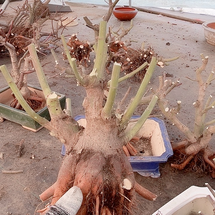 無***e无花朵枫树……枫树