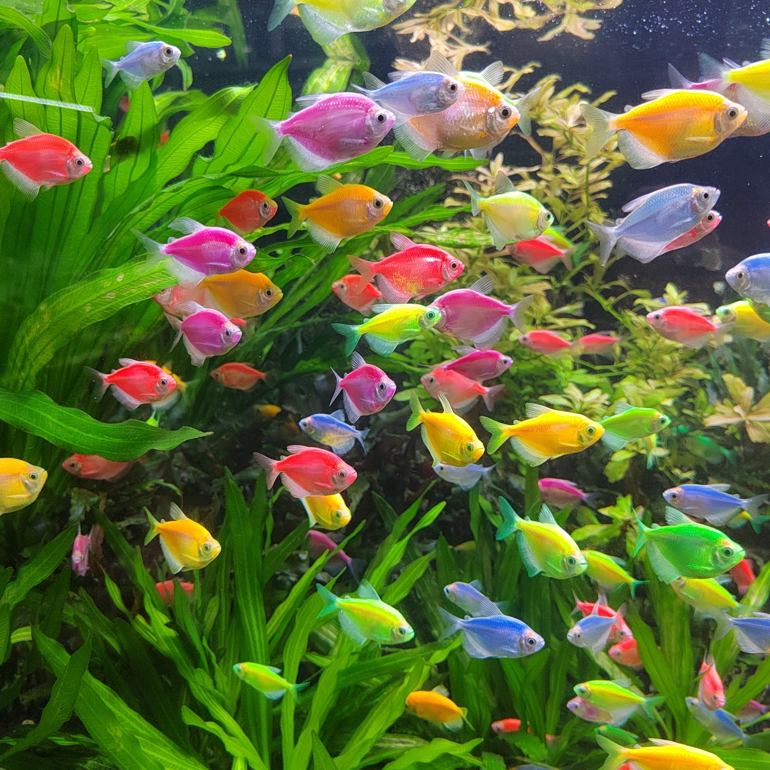 福利天使鱼低氧热带耐活糖果彩色