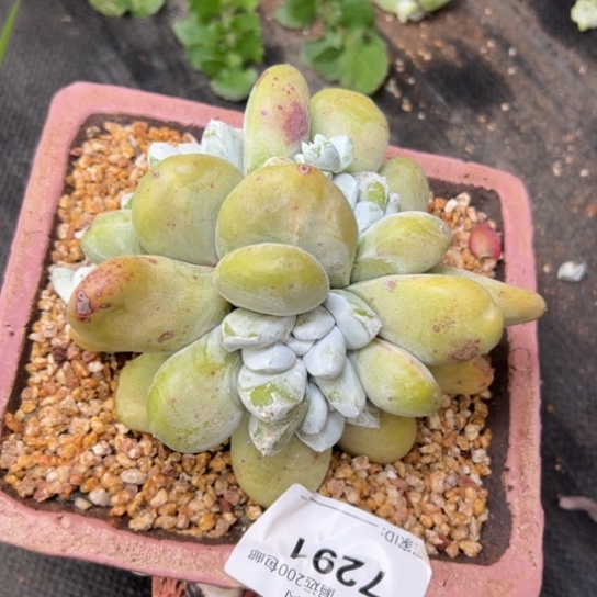 丸叶胖拇指～一物一拍7291