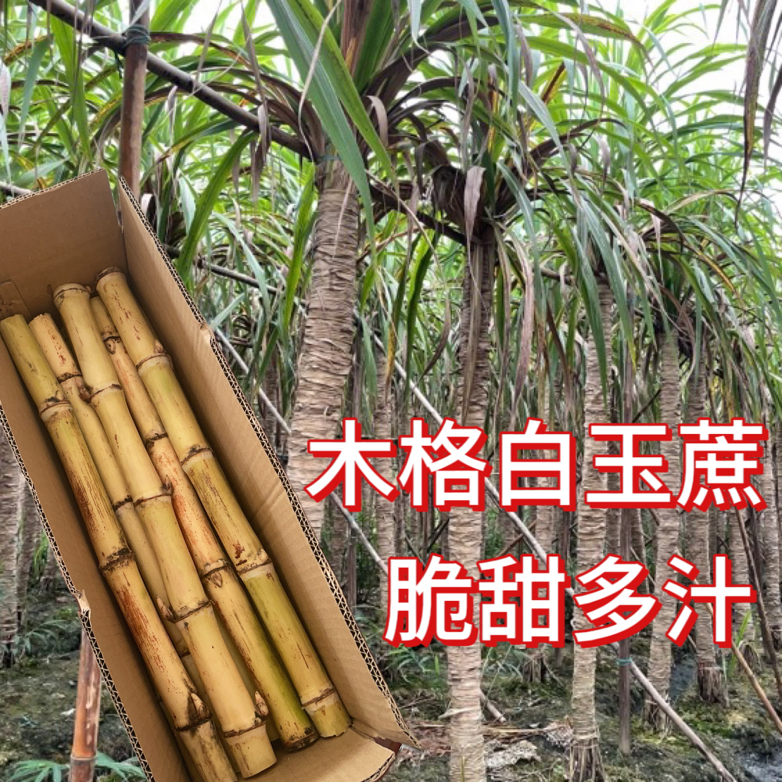 广西木格白玉蔗玻璃脆甘蔗9斤现砍现发脆甜多汁新鲜水果蔗包邮5斤