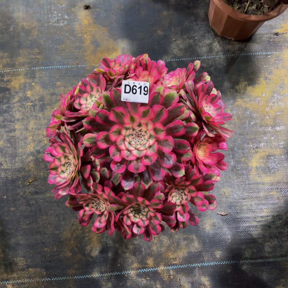 61900红铜超白锦福利