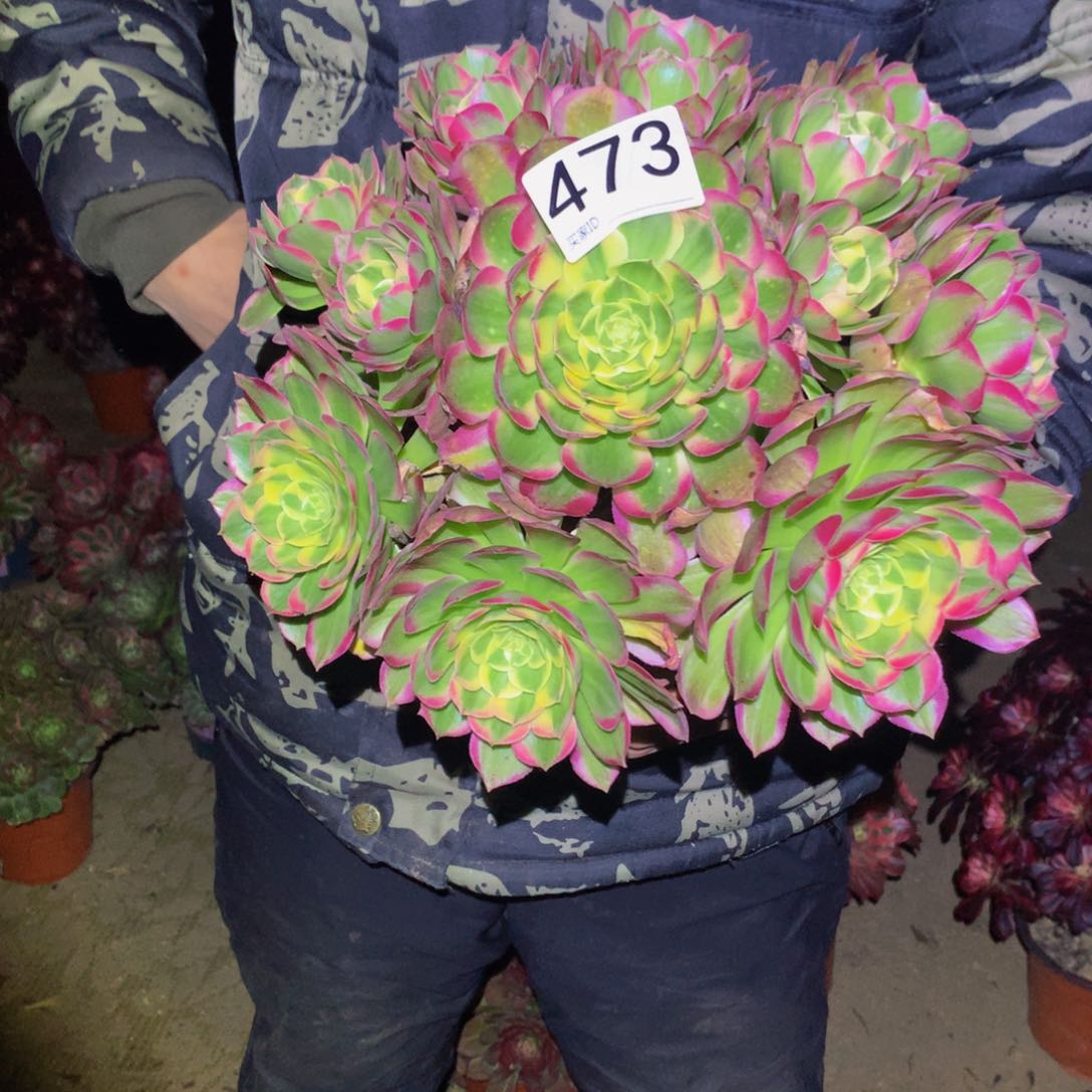 法师多肉植物473