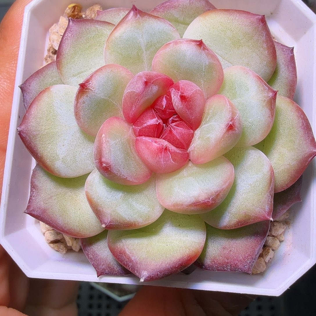 千予开播福利特特