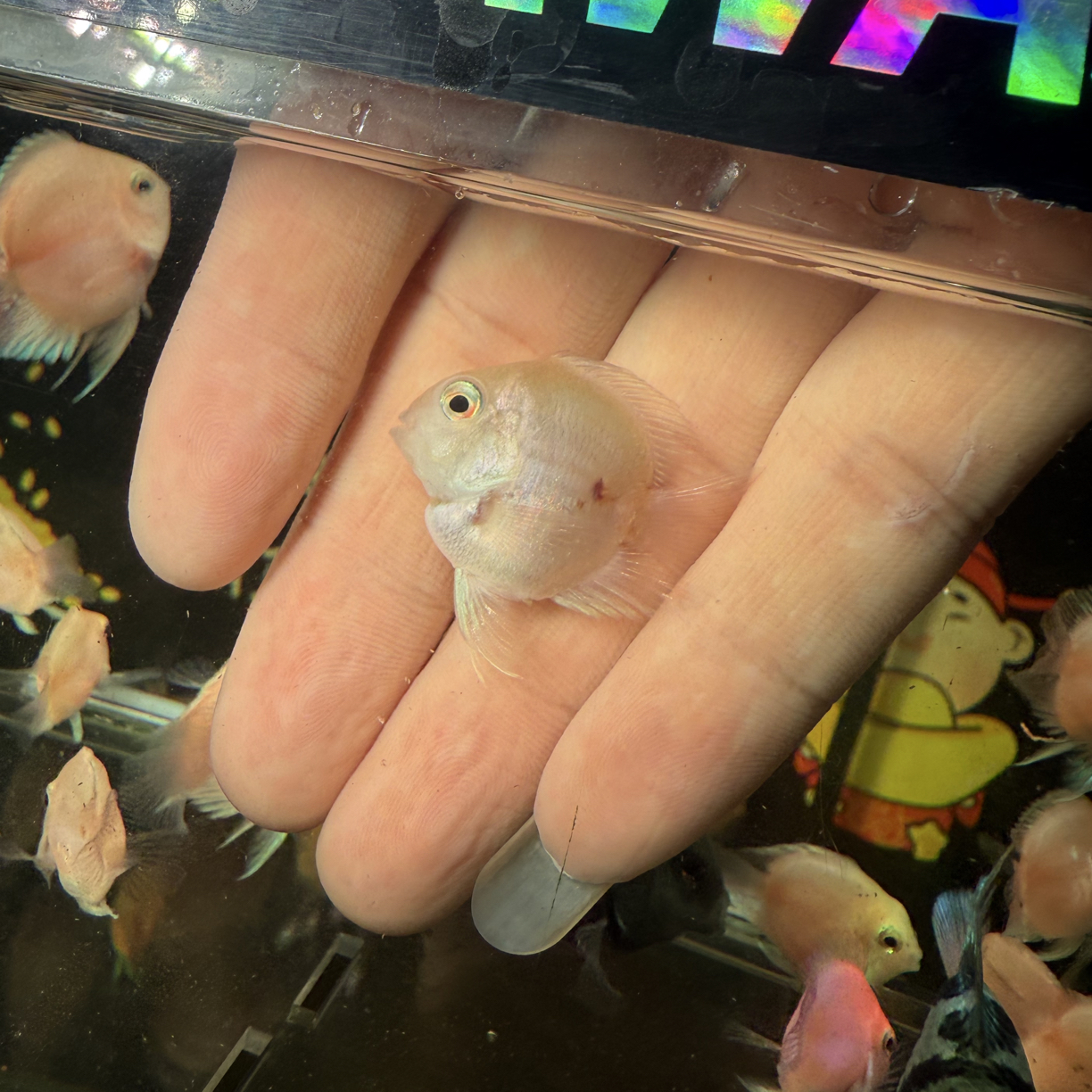 胭脂粉苗子两条 迷你鹦鹉鱼