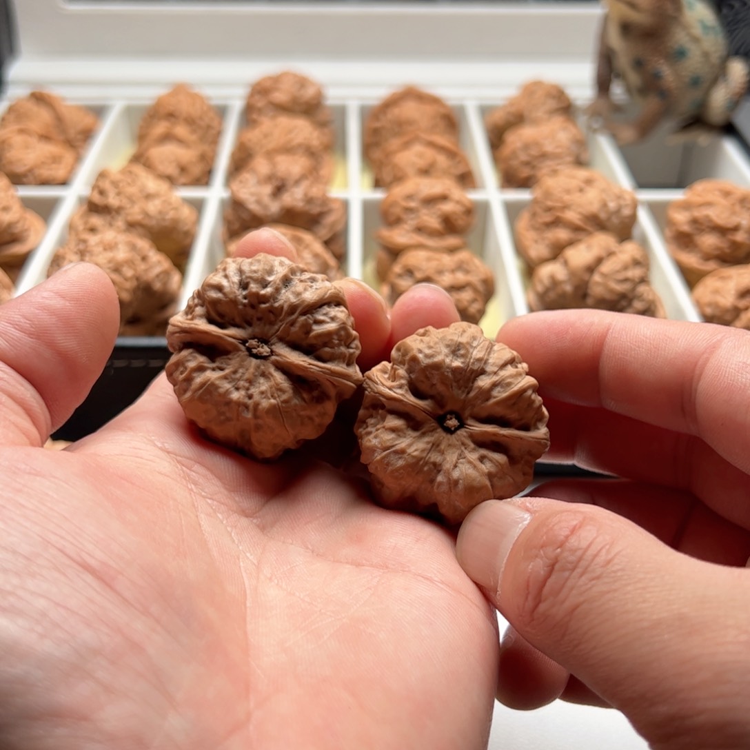 核桃把件延庆蛤蟆头