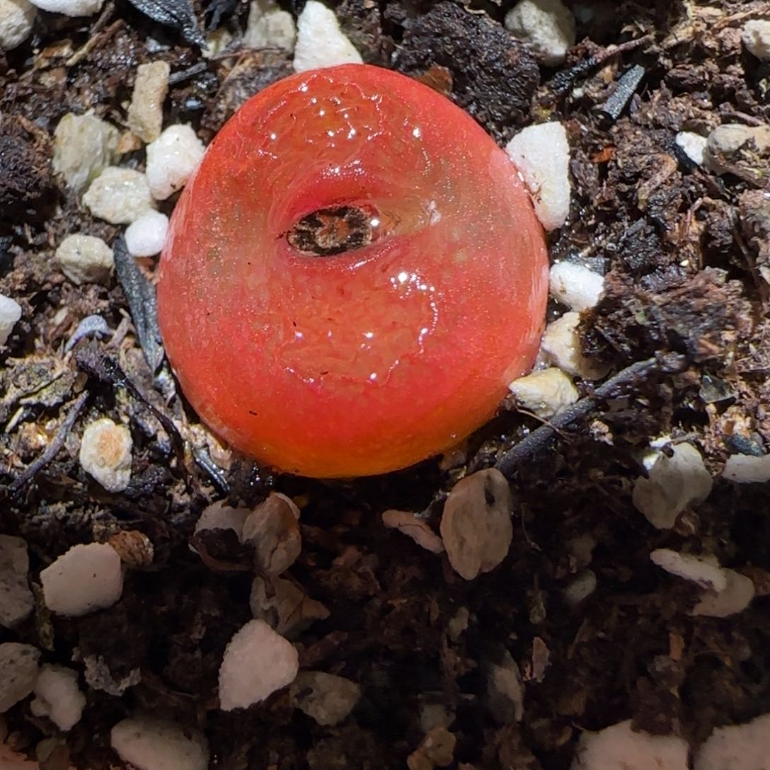 肉锥多肉植物百科-水蜜桃172