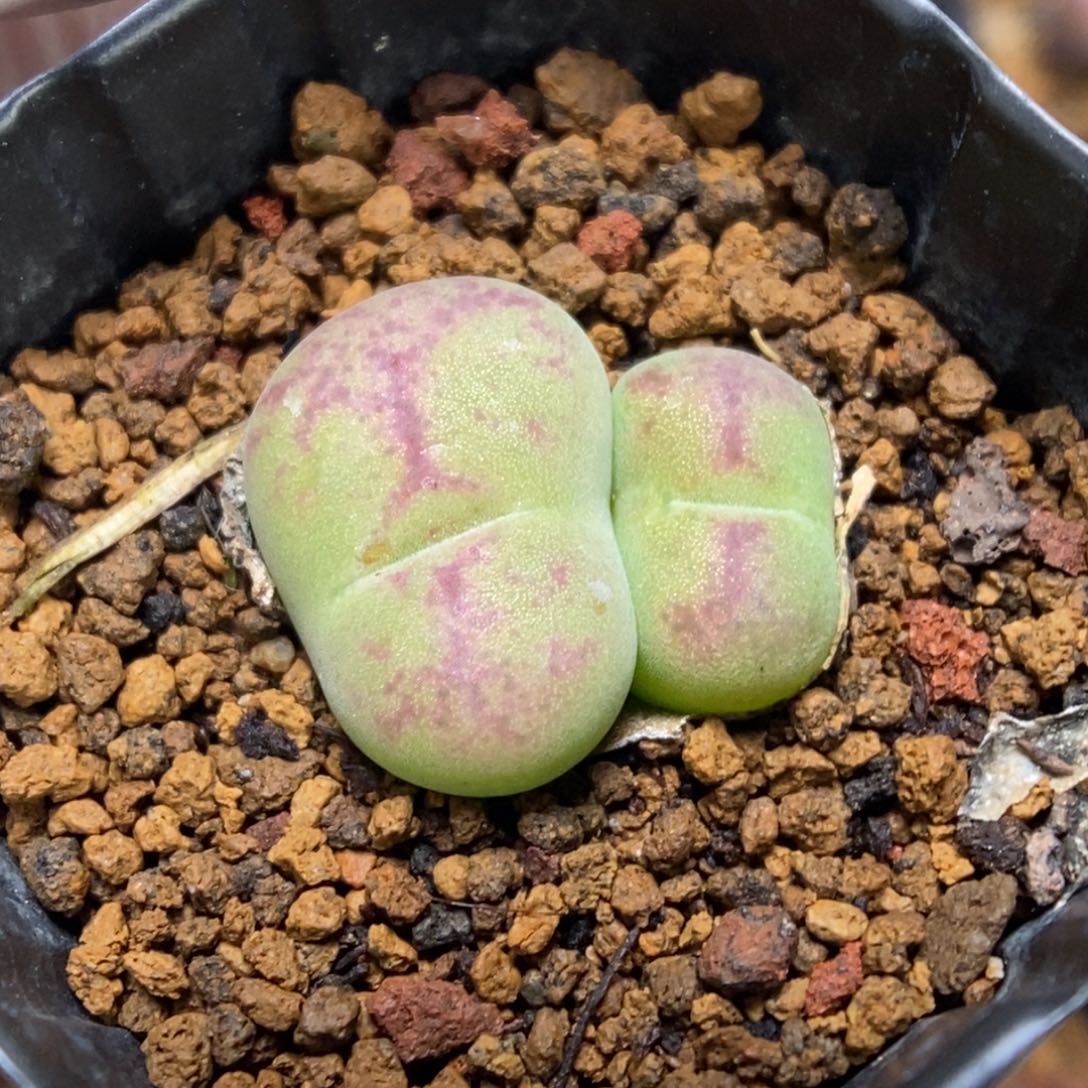 多肉植物肉锥杂交K-141