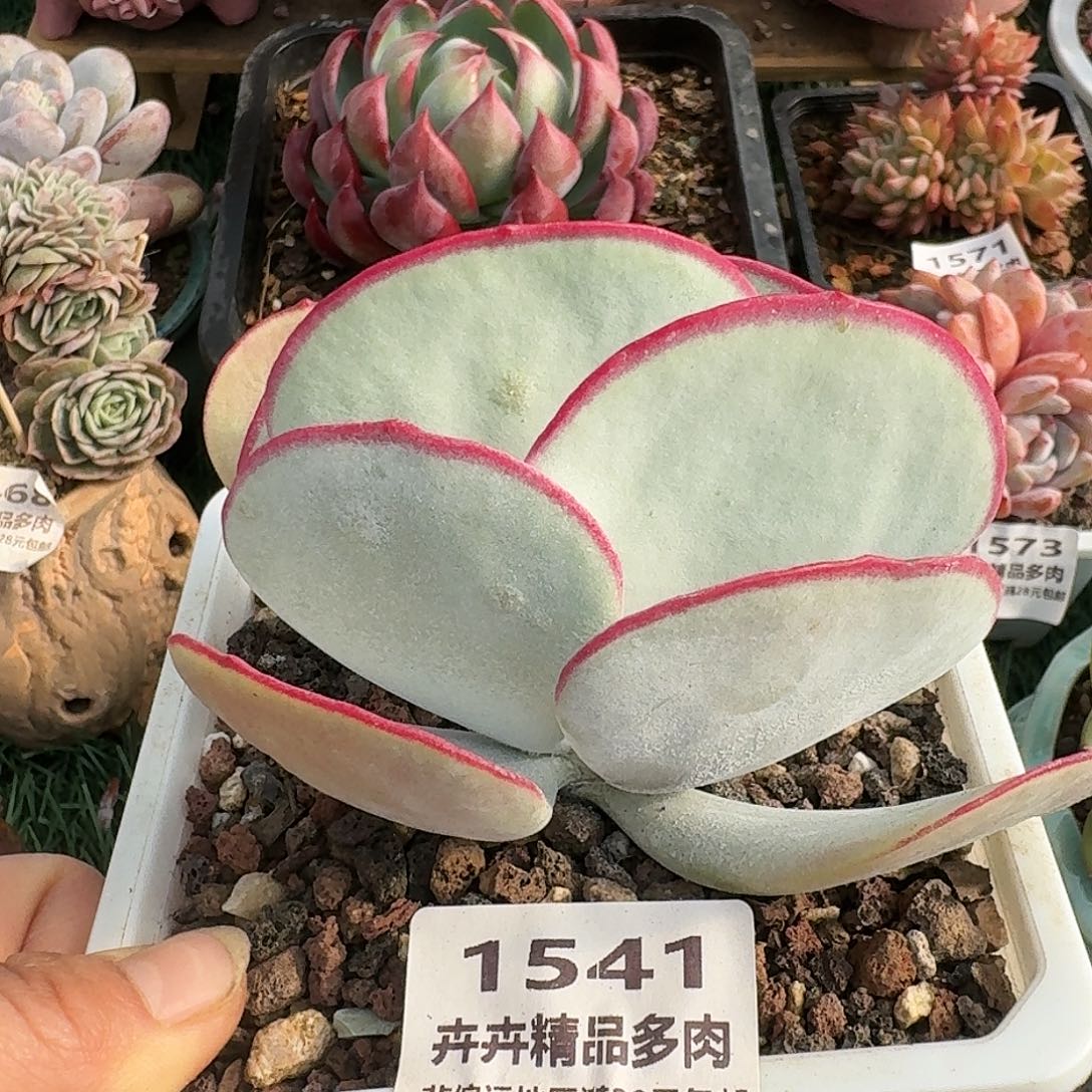 1541一物一拍（满28包邮）